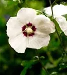 Straucheibisch 'Hamabo' - Hibiscus syriacus 'Hamabo' - Formgehölze