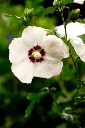 Straucheibisch 'Hamabo' - Hibiscus syriacus 'Hamabo' - Formgehölze