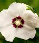 Straucheibisch 'Hamabo' - Hibiscus syriacus 'Hamabo' - Formgehölze