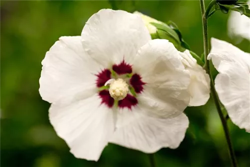 Straucheibisch 'Hamabo' - Hibiscus syriacus 'Hamabo' - Formgehölze