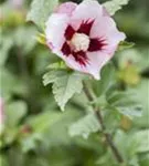 Straucheibisch 'Hamabo' - Hibiscus syriacus 'Hamabo' - Formgehölze