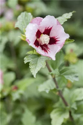 Straucheibisch 'Hamabo' - Hibiscus syriacus 'Hamabo' - Formgehölze