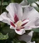 Straucheibisch 'Hamabo' - Hibiscus syriacus 'Hamabo' - Formgehölze