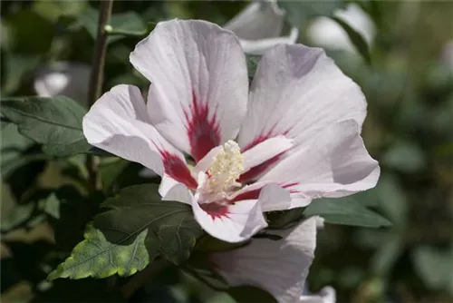 Straucheibisch 'Hamabo' - Hibiscus syriacus 'Hamabo' - Formgehölze