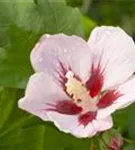 Straucheibisch 'Hamabo' - Hibiscus syriacus 'Hamabo' - Formgehölze