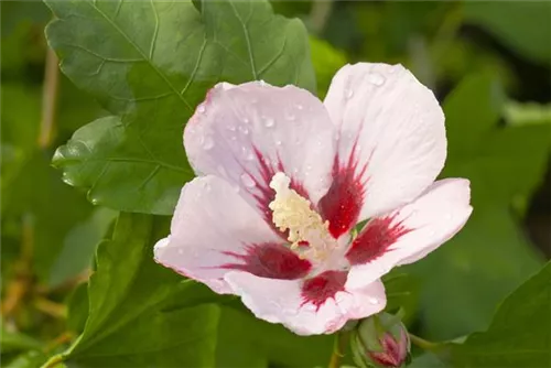 Straucheibisch 'Hamabo' - Hibiscus syriacus 'Hamabo' - Formgehölze