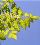 Blasenbaum - Koelreuteria paniculata - Baum