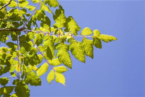 Blasenbaum - Koelreuteria paniculata - Baum