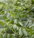 Blasenbaum - Koelreuteria paniculata - Baum