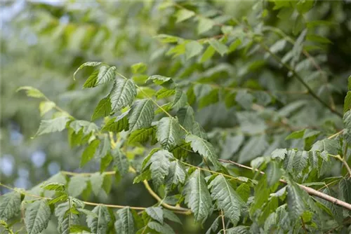 Blasenbaum - Koelreuteria paniculata - Baum