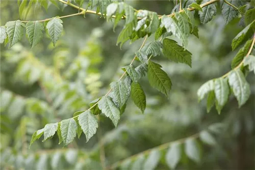 Blasenbaum - Koelreuteria paniculata - Baum