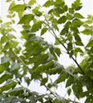 Blasenbaum - Koelreuteria paniculata - Baum