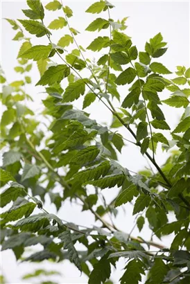 Blasenbaum - Koelreuteria paniculata - Baum