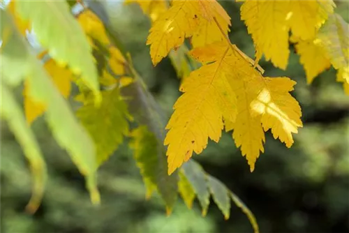 Blasenbaum - Koelreuteria paniculata - Baum