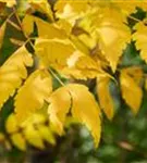 Blasenbaum - Koelreuteria paniculata - Baum