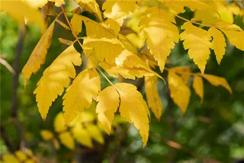 Blasenbaum - Koelreuteria paniculata - Baum