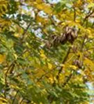 Blasenbaum - Koelreuteria paniculata - Baum