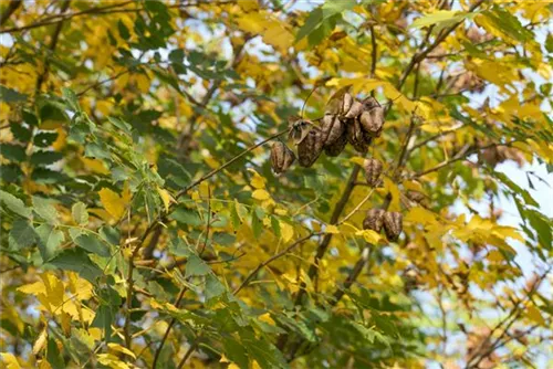 Blasenbaum - Koelreuteria paniculata - Baum