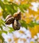 Blasenbaum - Koelreuteria paniculata - Baum