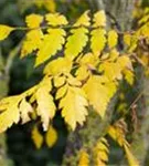 Blasenbaum - Koelreuteria paniculata - Baum