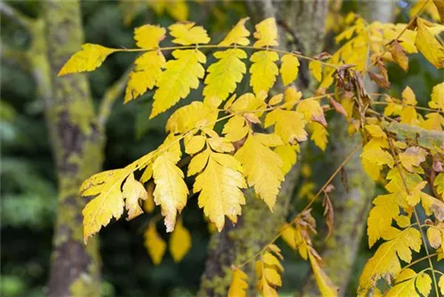 Blasenbaum - Koelreuteria paniculata - Baum