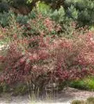 Edelginster 'Boskoop Ruby' - Cytisus scoparius 'Boskoop Ruby'