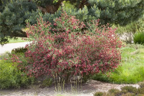 Edelginster 'Boskoop Ruby' - Cytisus scoparius 'Boskoop Ruby'