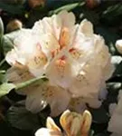 Rhododendron-Hybride 'Goldbukett' - Rhododendron Hybr.'Goldbukett' IV