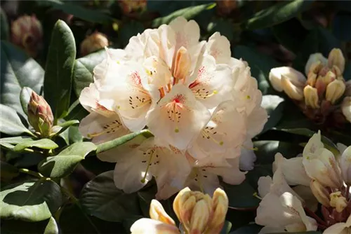 Rhododendron-Hybride 'Goldbukett' - Rhododendron Hybr.'Goldbukett' IV