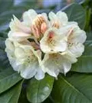 Rhododendron-Hybride 'Goldbukett' - Rhododendron Hybr.'Goldbukett' IV