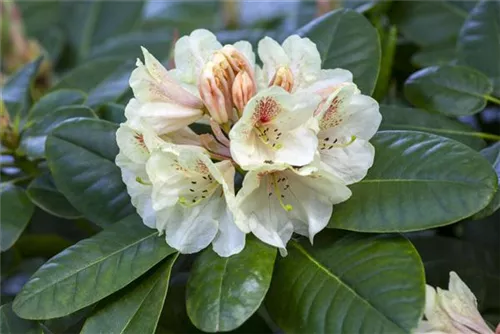 Rhododendron-Hybride 'Goldbukett' - Rhododendron Hybr.'Goldbukett' IV