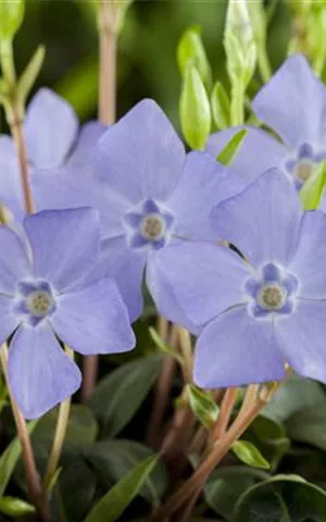 Vinca minor