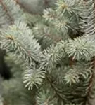 Blaue Säulen-Stechfichte - Picea pungens 'Iseli Fastigiate'