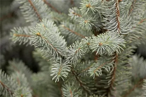 Blaue Säulen-Stechfichte - Picea pungens 'Iseli Fastigiate'