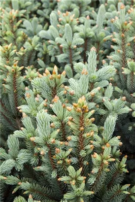 Blaue Säulen-Stechfichte - Picea pungens 'Iseli Fastigiate'