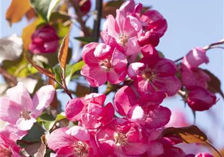 Malus 'Rudolph' CAC - Zierapfel 'Rudolph'