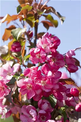 Zierapfel 'Rudolph' - Malus 'Rudolph' CAC