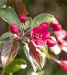 Zierapfel 'Rudolph' - Malus 'Rudolph' CAC