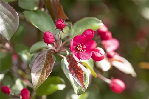 Zierapfel 'Rudolph' - Malus 'Rudolph' CAC