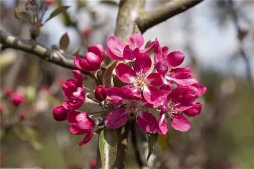 Zierapfel 'Rudolph' - Malus 'Rudolph' CAC