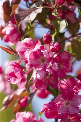 Zierapfel 'Rudolph' - Malus 'Rudolph' CAC