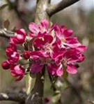 Zierapfel 'Rudolph' - Malus 'Rudolph' CAC