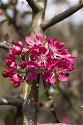 Zierapfel 'Rudolph' - Malus 'Rudolph' CAC