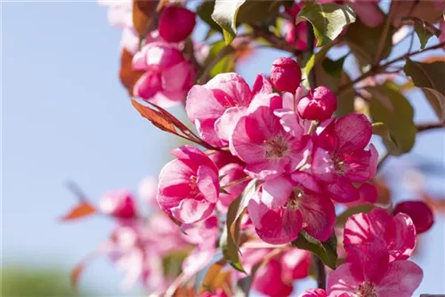 Zierapfel 'Rudolph' - Malus 'Rudolph' CAC