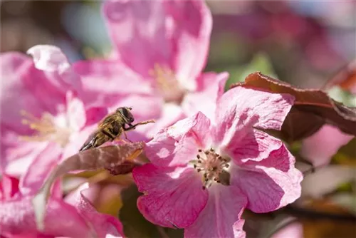 Zierapfel 'Rudolph' - Malus 'Rudolph' CAC