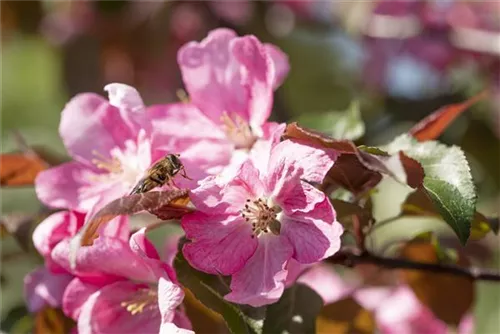 Zierapfel 'Rudolph' - Malus 'Rudolph' CAC