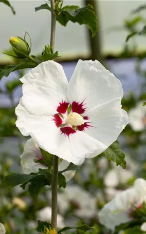 Hibiscus syriacus 'Red Heart'