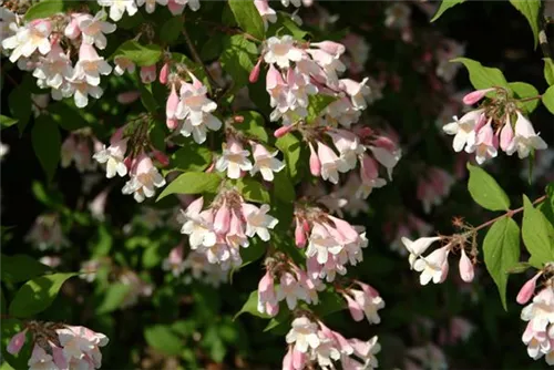 Perlmuttstrauch 'Pink Cloud' - Kolkwitzia amabilis 'Pink Cloud'