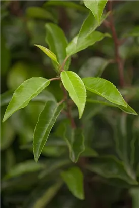 Portug.Lorbeerkirsche - Prunus lusitanica - Baum