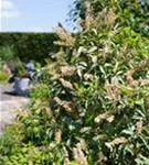 Portug.Lorbeerkirsche - Prunus lusitanica - Baum